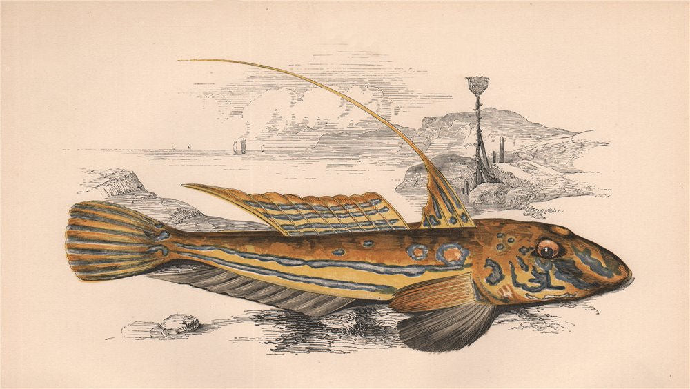 COMMON DRAGONET. Callionymus lyra, Yellow/Golden Skulpin. COUCH. Fish 1862